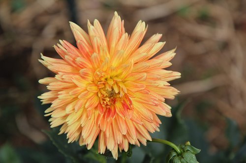 Dahlia Flower,  Dahlia-Oranžinė,  Dahlia,  Žydėjimas
