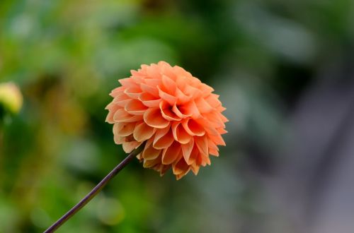 Dahlia Pompon, Lašiša, Oranžinė, Žiedas, Žydėti, Dahlia, Sodas, Augalas, Gėlė, Uždaryti, Pompon Dahlia, Žydėti, Dahlio Gėlė, Vasaros Gėlės, Vasara, Rožinis