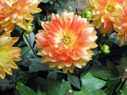 Dervos, Gėlės, Oranžinė, Tuberose, Asteraceae, Sodininkystė