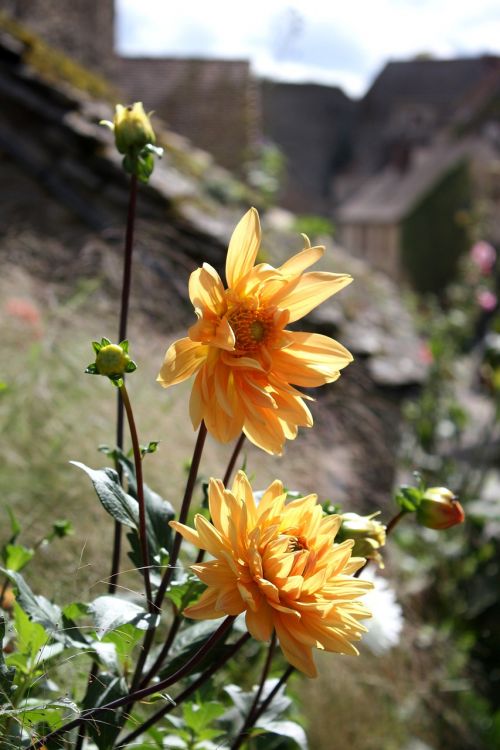 Dervos, Gėlės, Chateauneuf-En-Auxois, Burgundija
