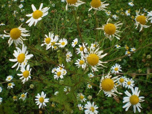 Daisy,  Alaska,  Gėlė,  Wildflower,  Ramunės