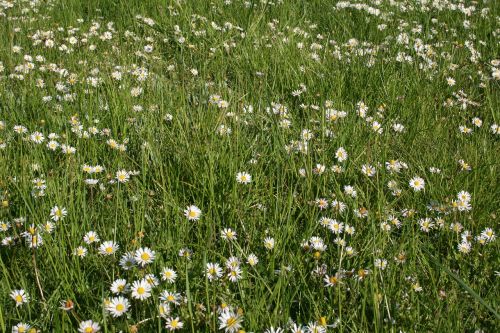 Rozės, Pieva, Vasara, Žalias, Gamta, Gėlė, Daisy