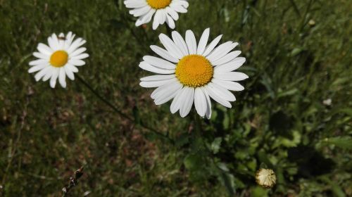 Rozės, Gėlė, Daisy, Pavasaris, Gėlės