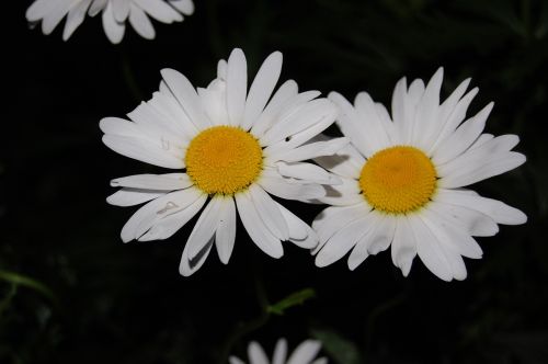 Daisy, Balta Gėlė, Pavasaris, Balta, Gėlė, Augalas, Žiedas, Gėlių Fonas