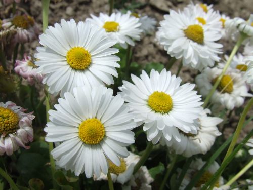 Daisy, Gėlės, Sodas, Pavasaris
