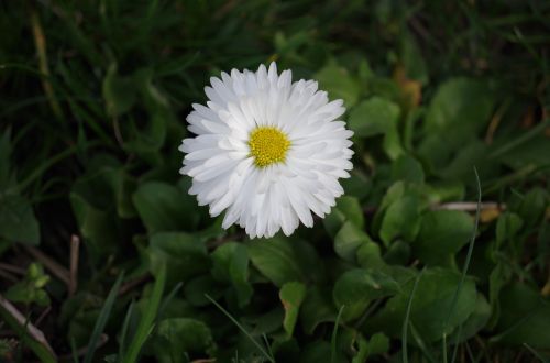 Daisy, Gėlė, Balta, Pavasaris