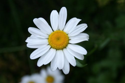 Daisy, Gėlė, Pievos Gėlė, Gamta, Balta, Vasaros Gėlės