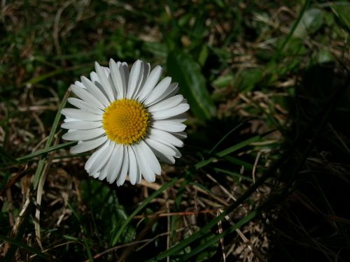 Daisy, Augalas, Gėlė, Gėlės, Balta