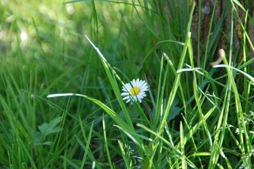 Daisy, Gėlė, Gamta, Žolė