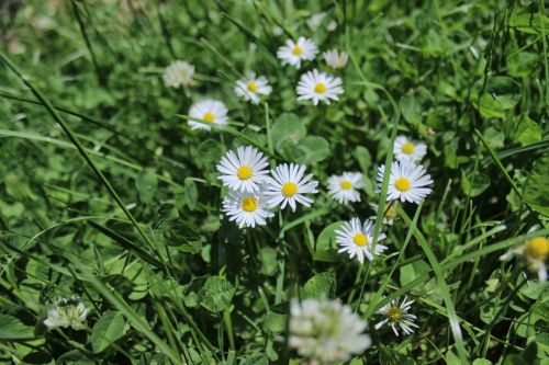 Daisy, Makro, Uždaryti, Balta, Geltona, Žalias, Pieva, Gamta, Gražus, Aštraus Gėlė