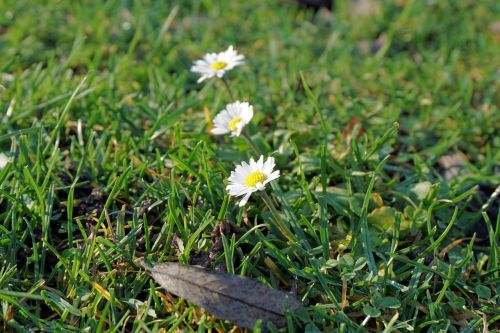 Daisy, Gėlė, Žiedas, Žydėti, Gamta, Uždaryti, Augalas, Balta, Žolė, Pavasaris