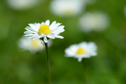 Daisy, Makro, Pavasaris, Balta, Laukinė Gėlė