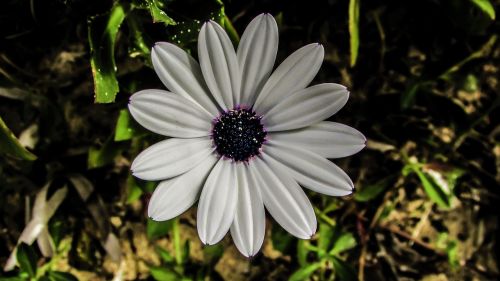 Daisy, Gėlė, Balta, Gamta, Augalas, Pavasaris, Žiedas
