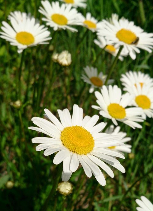 Daisy, Gėlė, Vasara