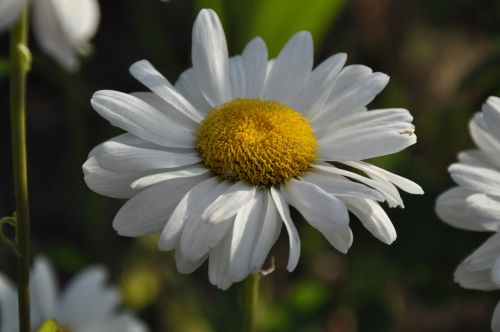 Daisy, Vasara, Gėlės, Gamta, Sodas