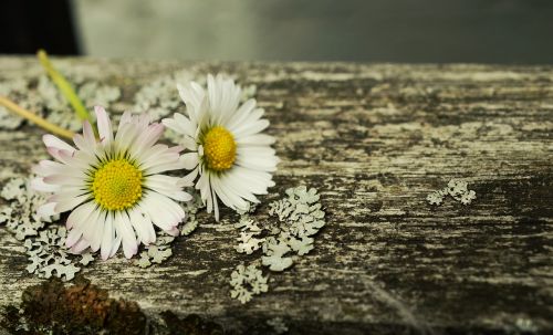 Daisy, Gėlės, Balta, Pavasaris, Mediena, Romantiškas, Atvirukas, Uždaryti, Žinoma, Baltos Gėlės, Ištempta Mediena