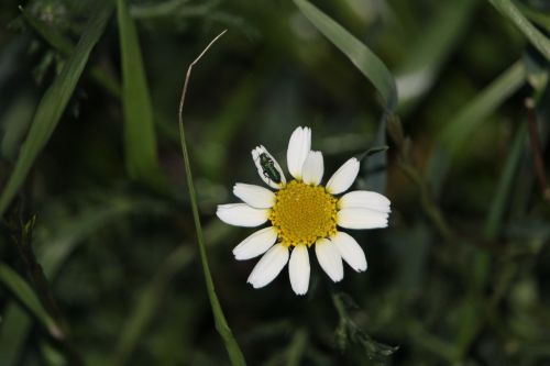 Daisy, Pavasaris, Gėlė, Vabzdys
