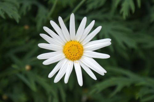 Daisy, Balta, Gėlė, Gamta, Vasara, Žalias, Pavasaris, Žolė, Pieva, Natūralus, Augalas, Žydėti