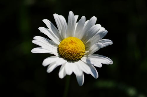 Daisy,  Gėlė,  Leucanthemum & Nbsp,  Vulgare,  Daisy