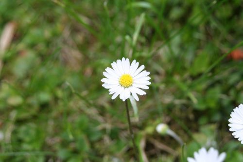 Daisy, Balta Gėlė, Skubėti