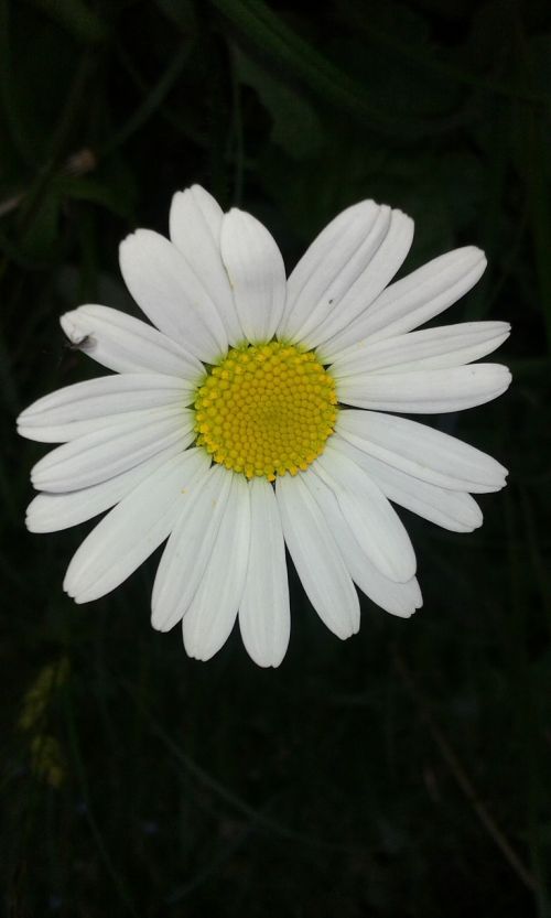 Daisy, Gėlė, Raktažodžiai Fotomontáž