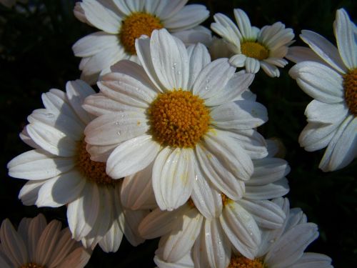 Daisy, Balta Gėlė, Vasaros Gėlė