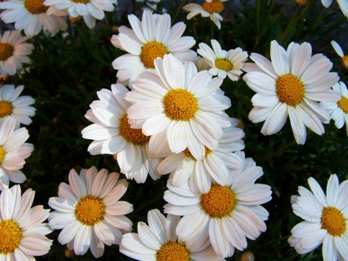 Daisy, Balta Gėlė, Vasaros Gėlė