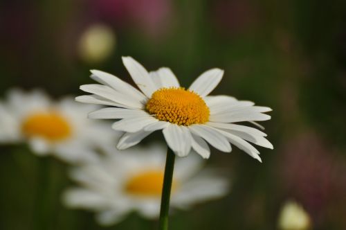 Daisy, Gėlė