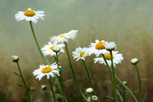 Daisy, Gėlė, Balta, Augalas