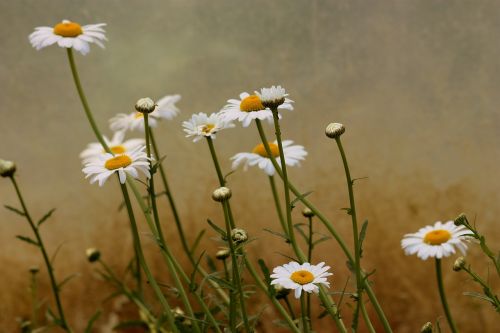Daisy, Gėlė, Balta, Augalas