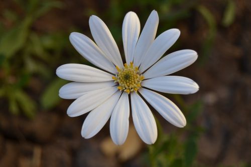 African Daisy, Gėlės, Margaretas Laukinis, Balti Žiedlapiai