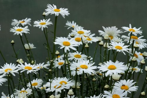 Daisy, Gėlė, Balta, Augalas, Gamta