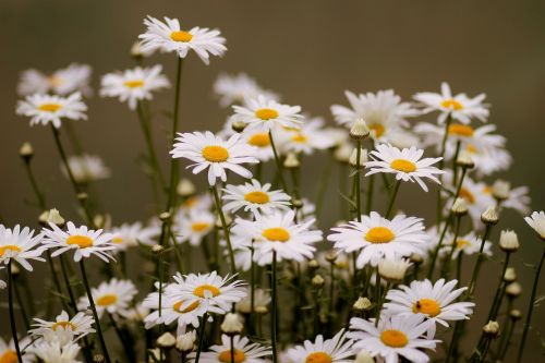 Daisy, Gėlė, Balta, Augalas, Gamta