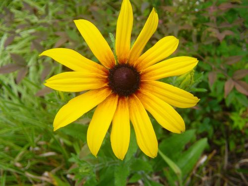 Daisy, Geltona, Asteraceae, Gėlė