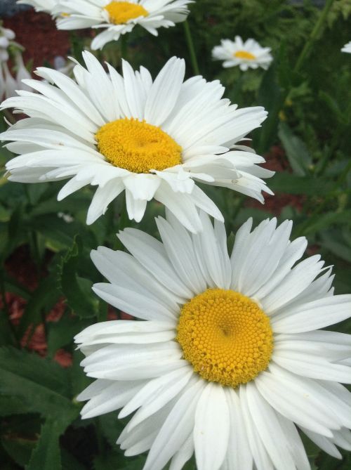 Daisy, Gėlė, Balta, Gamta