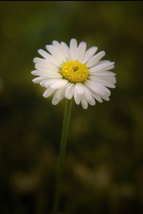Daisy, Pieva, Gėlė
