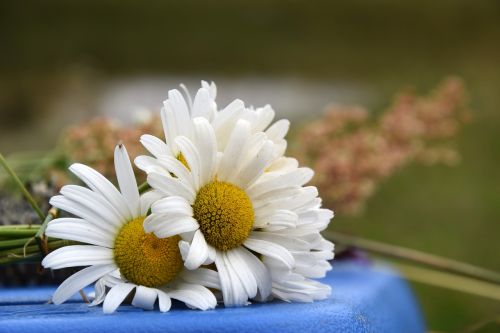 Daisy, Gėlė, Balta, Gamta, Vasaros Gėlė