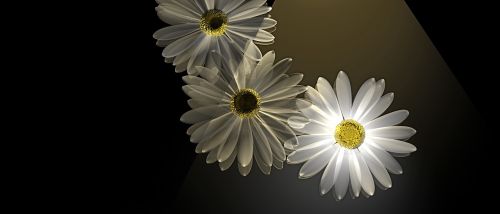 Daisy, Gėlės, Pavasaris, Šviesa, Vasara