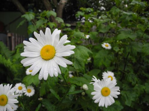 Daisy, Gėlės, Vasara, Makro