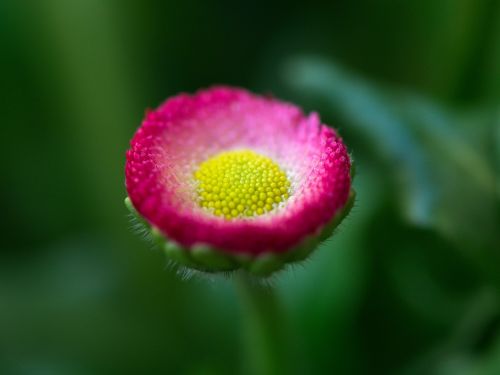 Daisy, Gėlė, Sodas, Augalas, Makro, Pavasaris, Žalias