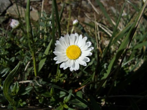 Daisy, Gėlė, Gamta, Pavasaris, Laukinės Gėlės