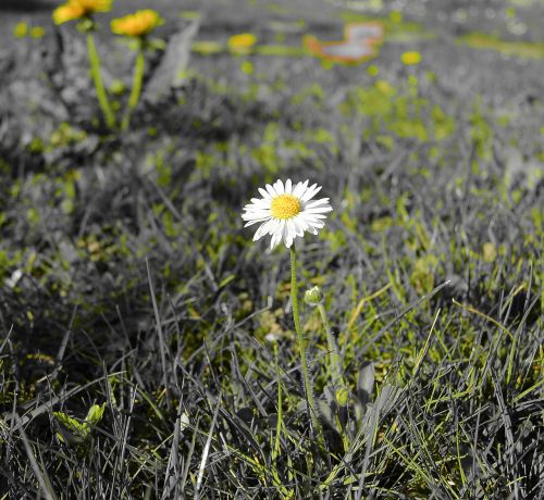 Daisy, Flora, Gėlė, Gamta, Pavasaris, Žiedas, Žydėti