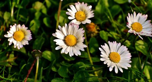 Daisy, Pieva, Pavasaris, Gėlės
