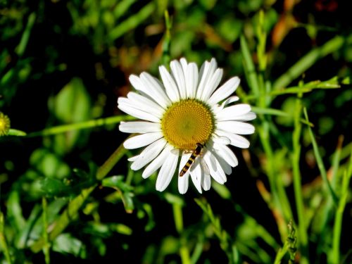 Daisy, Gamta, Gėlė, Vabzdys, Pieva, Balta