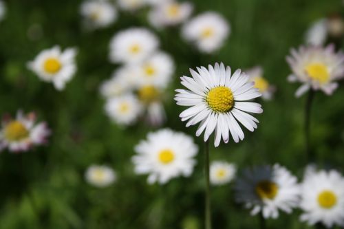 Daisy, Gėlė, Pavasaris, Uždaryti, Balta, Pieva, Žolė