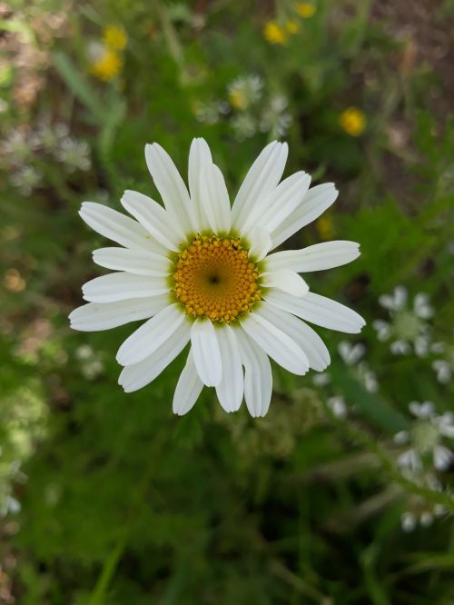 Daisy, Gėlė, Pavasaris, Gamta