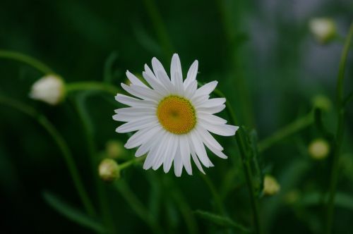 Daisy, Gėlė, Balta, Gėlės, Baltos Gėlės, Lauko Gėlės, Baltos Dainos, Vasaros Gėlės