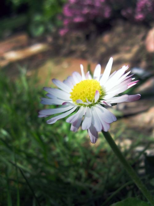 Daisy, Marguerite, Gėlė, Augalas, Priroda, Balta, Žiedlapiai