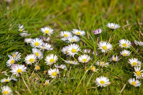 Daisy, Gėlė, Žiedas, Žydėti, Augalas, Gamta