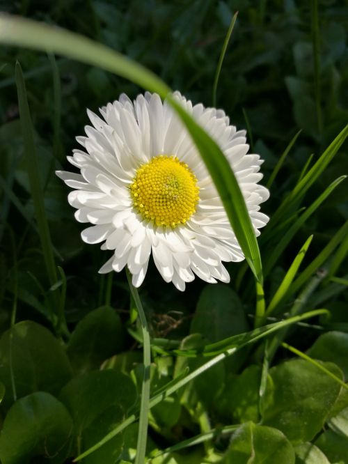 Daisy, Baltos Gėlės, Žiedlapiai, Makro, Gamta, Gėlės